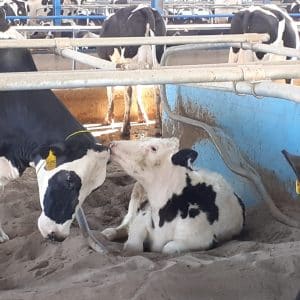 تلیسه پای کل