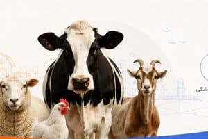 استخدام نیروی جوان گاوداری بیست