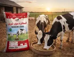 concentre dairy herd