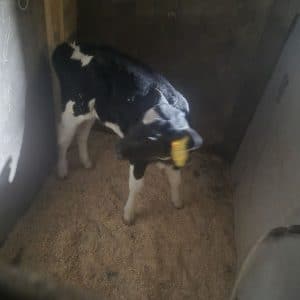 گوساله ۱ ماهه نژاد دار